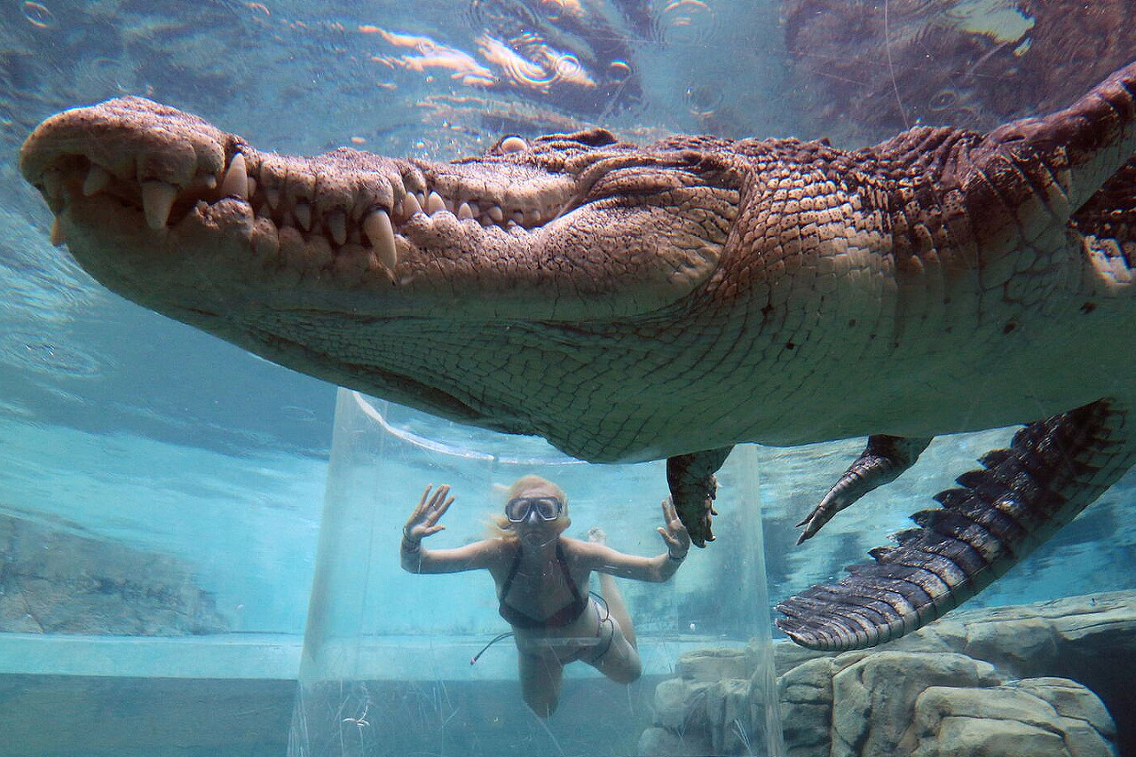 crocodylus_park1